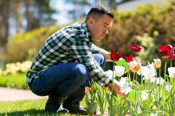 Sticker - gardening and people concept - middle-aged man taking care of flowers at summer garden