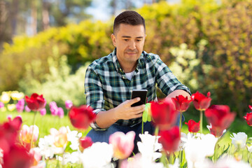 Canvas Print - gardening and people concept - middle-aged man with smartphone taking care of flowers at summer garden