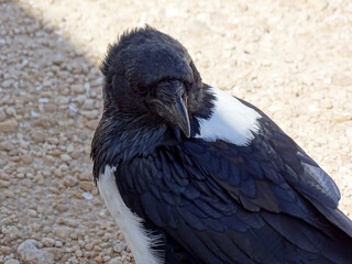 Corvus albus