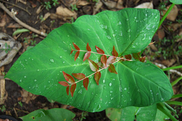 leaf on leaf