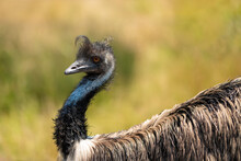 Emu Ostrich Close Up, Nature Reserve Or Wildlife