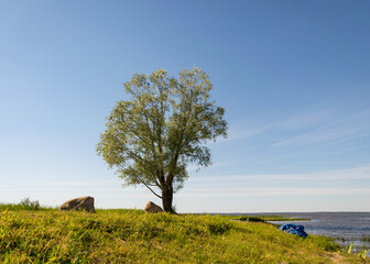 summer landscape with a tree by the lake