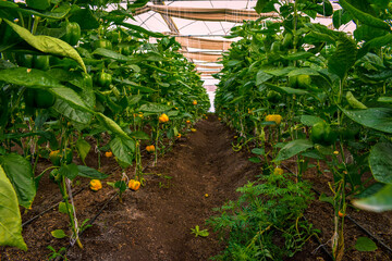 Wall Mural - Capsicum plants or crop in a greenhouse garden. crop planted at field.