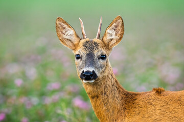 Juvenile roe deer, capreolus capreolus, standing on meadow from close up. Young buck looking to the facing camera. Immature animal observing in clover with blurred background.