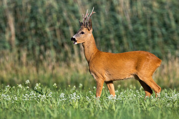 Wall Mural - roe deer, capreolus capreolus, buck standing on meadow in summertime. roebuck looking on wildflowers