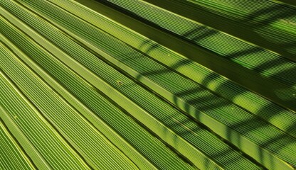 Wall Mural - Patterns and shapes in nature