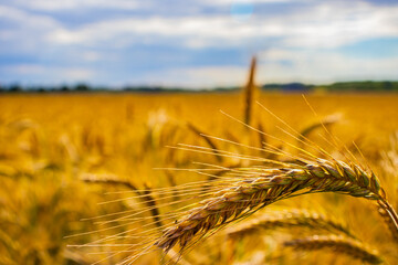 Ears of wheat on a field