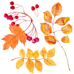 Wall Mural - Watercolor autumn leaves collection on white background.