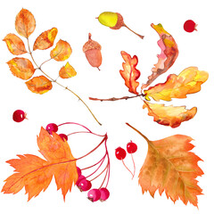 Wall Mural - Watercolor autumn leaves collection on white background.