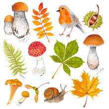  Watercolor Autumn Marker Set Colorful Leaves Of Various Trees, Nuts, Robin Bird . Isolated On White Background. Rowan Tree , Maple , Horse Chestnut , Ash , Birch And Acorn