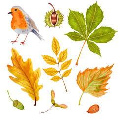 Wall Mural - Watercolor autumn  set colorful leaves of various trees, nuts, robin bird . Isolated on white background. Rowan tree , maple , horse chestnut , ash , beech and acorn.