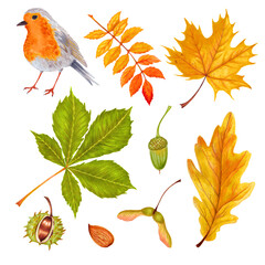 watercolor autumn set colorful leaves of various trees, nuts, robin bird . isolated on white backgro
