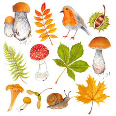 Wall Mural -  Watercolor autumn marker set colorful leaves of various trees, nuts, robin bird . Isolated on white background. Rowan tree , maple , horse chestnut , ash , birch and acorn