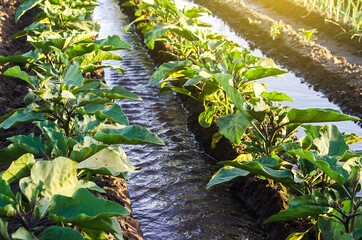 Wall Mural - Water flows through irrigation canals on a farm eggplant plantation. Conservation of water resources and reduction pollution. Caring for plants, growing food. Agriculture and agribusiness.