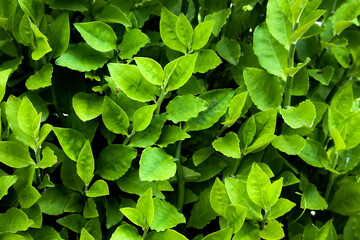 Wall Mural - green leaves background