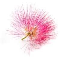 Pink Silk Tree Flower