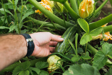 Wall Mural - A farmer hand demonstrates a young ripening zucchini in a garden bed in the thick of a bush