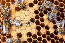 Bee Brood On Honeycombs. Hatching Young Bees, Pupae, Larvae, Bee Eggs.