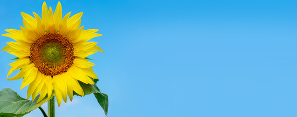blooming sunflower in the blue background.copy space for text.banner