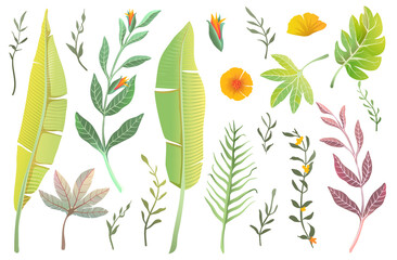 Jungle nature leaves, tropical collection of isolated realistic palm and banana leaves and flowers summer elements. Flowers and exotic leaves vector realistic hand drawn clipart collection.