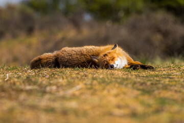 Red fox sleeping in the grass in the sun.