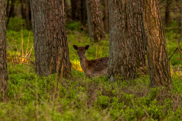 Black fallow deer at the Deelerwoud. Fallow deer in the wild on the veluwe.