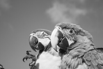 black and white parrot