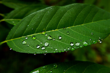 rain droplets on green leafs in garden