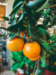 Wall Mural - selective focus blurred background tangerines hanging on a branch