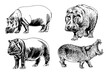 Graphical  hand-drawn set of hippos isolated on white,vector illustration,lined  art
