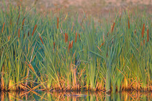 Dense Thickets Of Cattail On The Shore Of A Small Lake. Landscape Shot At Golden Morning Hour With Soft Light And Warm Colors.