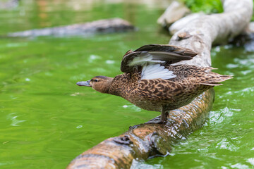 Wall Mural - The duck stands on a wooden log that leads just above the water