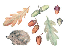 Autumn Set Of Watercolor Illustrations Of A Hedgehog, Acorns And Oak Leaves. Cute And Gentle Seasonal Drawing.