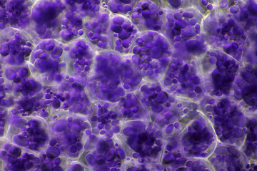 Wall Mural - Microscopic view of a potato starch in potato tuber cells. Iodine stain. Darkfield illumination.