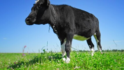 Wall Mural - Cow grazing on the green meadow in a sunny day