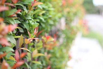 Wall Mural - close up christina tree in natural garden on blurred background with copy space. trees with green an