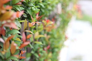 Wall Mural - close up christina tree in natural garden on blurred background with copy space. trees with green an