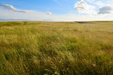 Summer evening landscape with field and blue sky