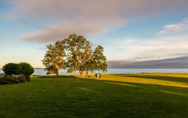 Beautiful tree on the ocean shore near Harkness Memorial State Park, Connecticut, USA, on sunset