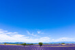 Aerial view of lavender fields in Valensole in South of France