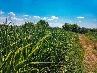 A field with growing green young corn on a sunny summer day with a blue sky with white clouds.