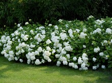 White Hydrangea Bush In A Garden Scenic