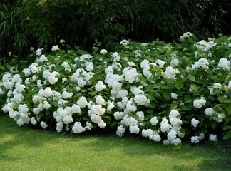 Poster - white hydrangea bush in a garden scenic