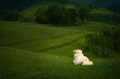 White dog sitting alone on the grass looking at his home in the distance