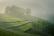 Beautiful view of a hill with a birch forest and a small barn house on a soft morning light with fog surrounding the scene