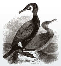 Two Great Cormorants Phalacrocorax Carbo In Side View Sitting On Rock By The Sea, After Antique Illustration From 19th Century