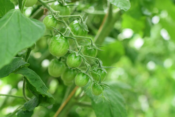 Poster - Green cherry tomatoes ripening on a branch in the greenhouse	