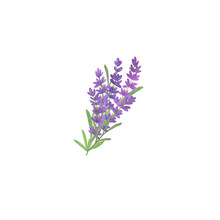 Romantic Floral Composition Bouquet Of Tender Lavender Flowers Simple Pattern, Watercolor Illustration
