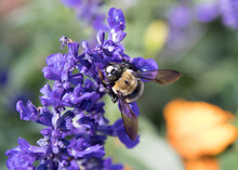 Bumble Bee On Purple Flower
