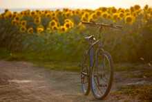 sunflower bike